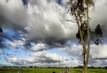 [图]米内罗一射两传吴曦进球 申花客场击败河南.